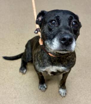 Cynthia -  Mixed Breed Dog for Adoption in Chamblee, Georgia - Cynthia | PetCurious