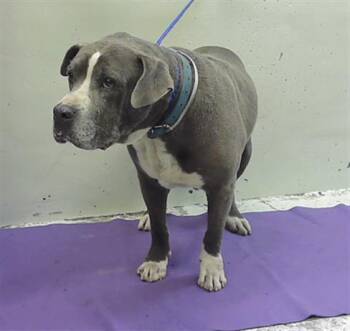 American Staffordshire Terrier and Mixed Breed Dogs Available for Adoption in Houston, Texas - SHAD | PetCurious