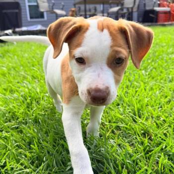 Patricia Blueberry -  Mixed Breed Dog for Adoption in Savannah, Georgia - Patricia Blueberry | PetCurious