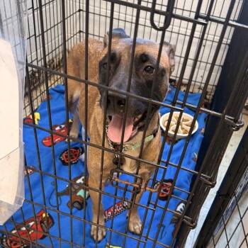 German Shepherd Dog and Belgian Shepherd Malinois Dogs Available for Adoption in East St. Louis, Illinois - Unique L-RTO | PetCurious