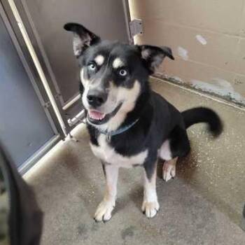 EARTHQUAKE -  Husky Dog for Adoption in Fernandina Beach, Florida - EARTHQUAKE | PetCurious