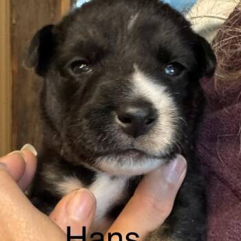 Mixed Breed Dogs Available for Adoption in Bartlett, Tennessee - Hans | PetCurious
