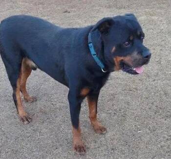 Rottweiler Dogs Available for Adoption - Scout | PetCurious