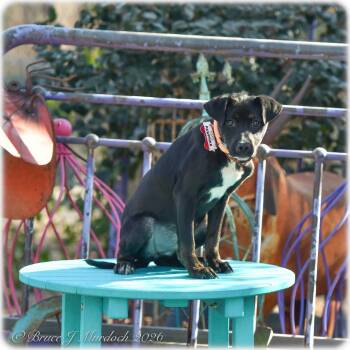 Labrador Retriever Dogs Available for Adoption - Pawprika | PetCurious