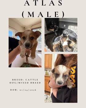 Australian Cattle Dog Blue Heeler Dogs Available for Adoption - Atlas | PetCurious