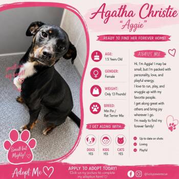Agatha Christie -  Miniature Pinscher and Rat Terrier Dog for Adoption in Oswego, South Carolina - Agatha Christie | PetCurious