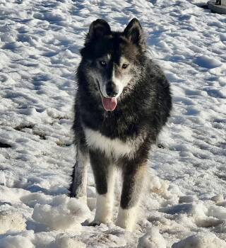 Husky Dogs Available for Adoption - Bear *FOSTER HOME NEEDED* | PetCurious