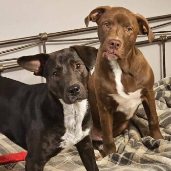 Chevy -  Chocolate Labrador Retriever and Mixed Breed Dog for Adoption in New Orleans, Louisiana - Chevy | PetCurious