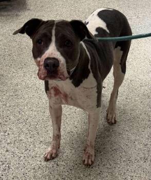 Pit Bull Terrier and Mixed Breed Dogs Available for Adoption in Kansas City, Missouri - Lillith | PetCurious