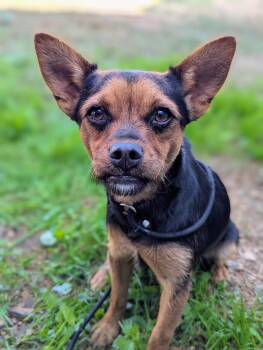 Rescue Terrier Dogs for Adoption in Kingsburg, California - Minnie | PetCurious