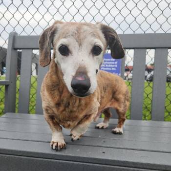 Tigger -  Dachshund Dog for Adoption in Fort Wayne, Indiana - Tigger | PetCurious