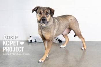 Mixed Breed Dogs Available for Adoption in Kansas City, Missouri - Roxie | PetCurious