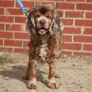 Cocker Spaniel and Mixed Breed Dogs Available for Adoption in Richmond, Virginia - Cod | PetCurious