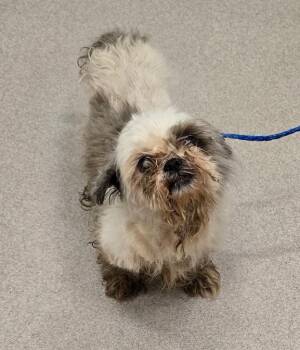26-275 -  Shih Tzu Dog for Adoption in Lindenhurst, New York - 26-275 | PetCurious