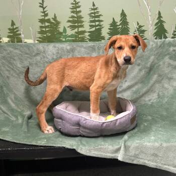 Stetson -  Doberman Pinscher Dog for Adoption in Logan, Utah - Stetson | PetCurious