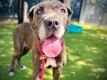QUEEN -  Cane Corso Dog for Adoption in Orlando, Florida - QUEEN | PetCurious