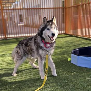 Siberian Husky Dogs Available for Adoption in Las Vegas, Nevada - LOBO | PetCurious