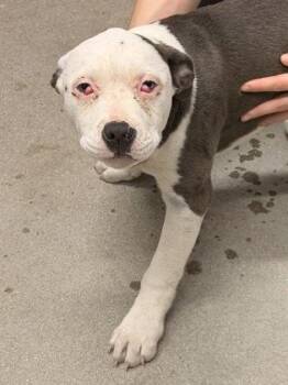 Mixed Breed Dogs Available for Adoption in West Chester, Pennsylvania - Cherry | PetCurious