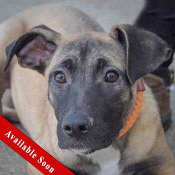 Sprinkles -  German Shepherd Dog and Black Mouth Cur Dog for Adoption in Huntley, Illinois - Sprinkles | PetCurious