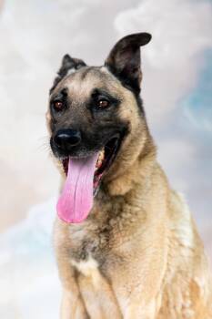 YODA -  German Shepherd Dog Dog for Adoption in Pasadena, California - YODA | PetCurious
