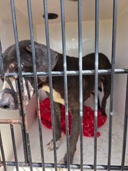 Strudel -  Mixed Breed Dog for Adoption in Mobile, Alabama - Strudel | PetCurious