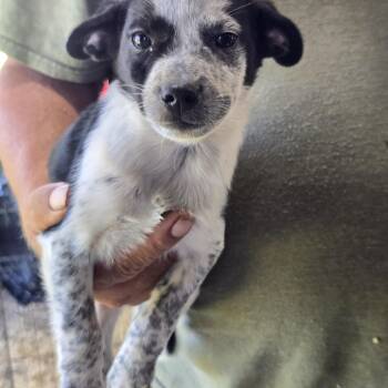 Monty -  Pug and Australian Cattle Dog Blue Heeler Dog for Adoption in Zaleski, Ohio - Monty | PetCurious