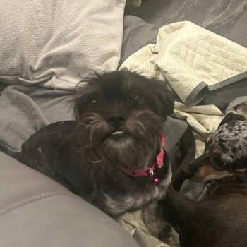 Lainey *Arriving 10/24* D12817 -  Schnauzer and Maltese Dog for Adoption - Lainey *Arriving 10/24* D12817 | PetCurious