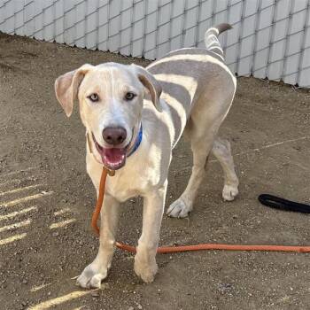 Rescue Labrador Retriever and Mixed Breed Dogs for Adoption in Ontario, California - TAFFY | PetCurious