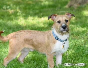 Terrier Dogs Available for Adoption in Pittsboro, North Carolina - Griffin | PetCurious