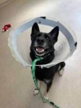 Jax -  Mixed Breed Dog for Adoption in Manitowoc, Wisconsin - Jax | PetCurious