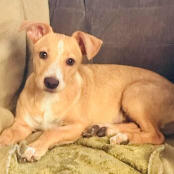 Eve -  Labrador Retriever Dog for Adoption in San Diego, California - Eve | PetCurious