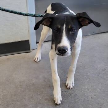 Yang -  Mixed Breed Dog for Adoption in Las Cruces, New Mexico - Yang | PetCurious