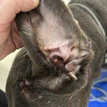 Pit Bull Terrier Dogs Available for Adoption in Galveston, Texas - TROUBLE | PetCurious