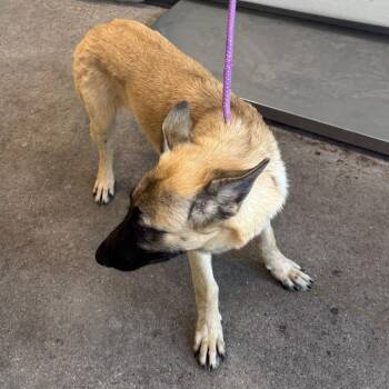 Shelley -  Mixed Breed Dog for Adoption in Las Cruces, New Mexico - Shelley | PetCurious