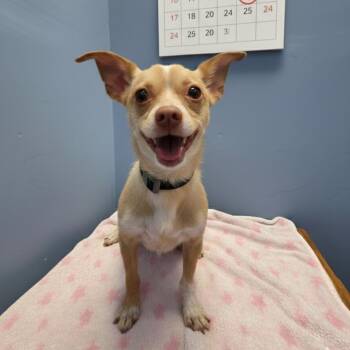 Chihuahua Dogs Available for Adoption - Max | PetCurious