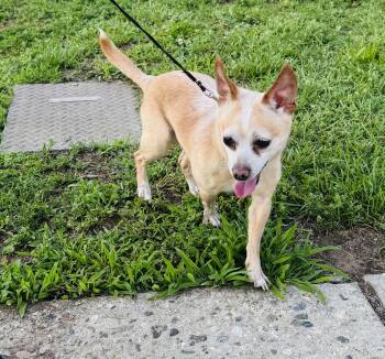 Meet SPIKE - Sweet adult male chihuahua - COURTESY POSTING -  Chihuahua Dog for Adoption in Clifton, New Jersey - Meet SPIKE - Sweet Adult Male Chihuahua - COURTESY POSTING | PetCurious