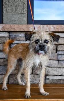 Terrier and Poodle Dogs Available for Adoption in Yakima, Washington - Mija | PetCurious
