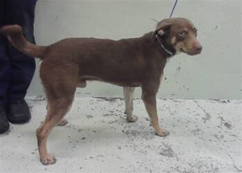 Staffordshire Bull Terrier and Mixed Breed Dogs Available for Adoption in Houston, Texas - SNICKER | PetCurious