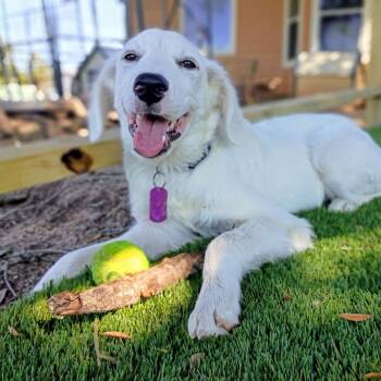 Einstein-A Little Genius Looking for his Forever -  Great Pyrenees and Golden Retriever Dog for Adoption in Houston, Texas - Einstein-A Little Genius Looking For His Forever | PetCurious