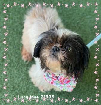 LUCY MAE -  Shih Tzu Dog for Adoption in Marietta, Georgia - LUCY MAE | PetCurious