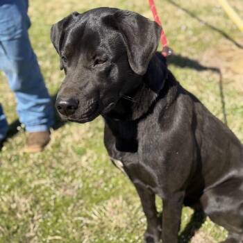 Black Labrador Retriever Dogs Available for Adoption - Mississippi | PetCurious