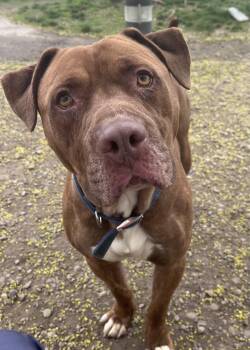 American Bully Dogs Available for Adoption in Buffalo, New York - Walter | PetCurious
