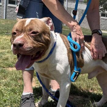 Pit Bull Terrier Dogs Available for Adoption in York, Pennsylvania - Dino | PetCurious