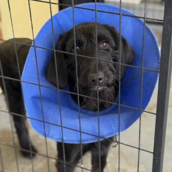 Rescue Labrador Retriever and Poodle Dogs for Adoption in San Diego, California - Ambrosia - (Medical) | PetCurious