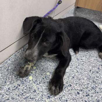 Calliope -  German Shepherd Dog and Mixed Breed Dog for Adoption in Chicago, Illinois - Calliope | PetCurious