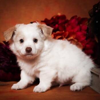 Goodness -  Chihuahua Dog for Adoption in Allen, Texas - Goodness | PetCurious