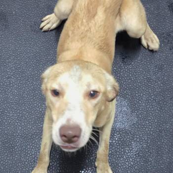 Pink -  Yellow Labrador Retriever and Mixed Breed Dog for Adoption in Madisonville, Kentucky - Pink | PetCurious