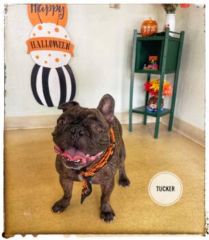 Tucker -  French Bulldog Dog for Adoption in Sebring, Florida - Tucker | PetCurious