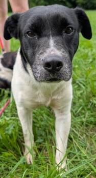 Coyote *Help! I need a foster home by Oct 1!* -  Labrador Retriever and Beagle Dog for Adoption in Minneapolis, Minnesota - Coyote *Help! I Need A Foster Home By Oct 1!* | PetCurious