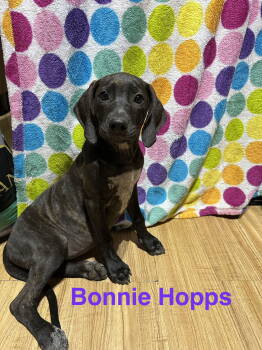 Rescue Hound and Labrador Retriever Dogs for Adoption in Ball Ground, Georgia - Bonnie Hopps | PetCurious